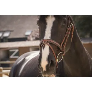 Pénélope - Smoothie Pearl Bridle